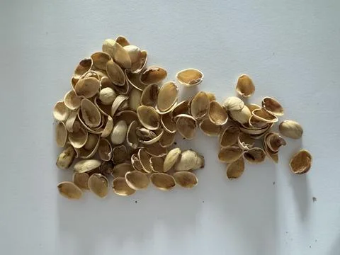Image of pistachio shells on white background 写真素材