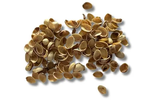 Image of pistachio shells on white background 写真素材