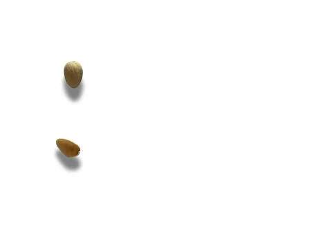 Image of pistachio shells on white background 写真素材