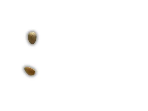 Image of pistachio shells on white background Foto stock