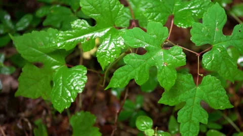 Image of plant, nature and forest (ecology · natural environment) Stock Footage 67342000