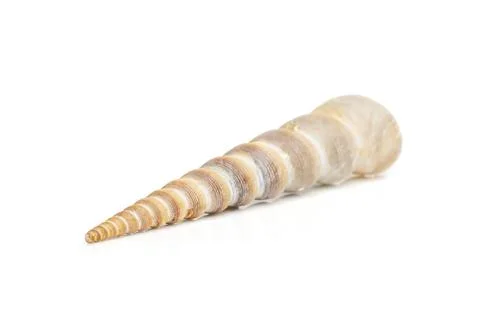 Image of pointed cone shell (Terebridae) on a white background. Undersea Anim Stock Photos