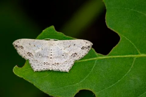 Image of Pointed Flatwing Butterfly(Moth) on green leaves. Insect Animal Stock Photos