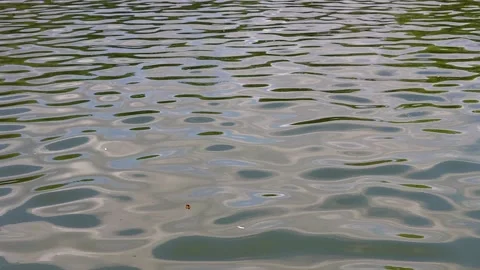 Image of a polluted body of water. Stock Footage 219670547
