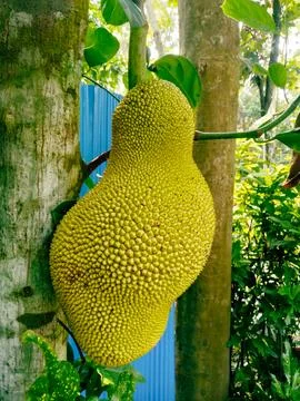 The image presents a close-up view of a yellow fruit hanging from a tree, w.. Stock Photos