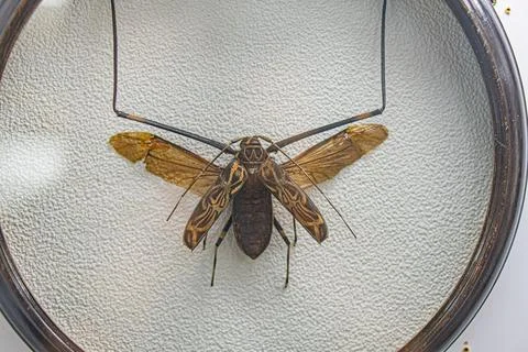 Image of a preserved grasshopper on a circular mount against a white backgr.. Foto stock