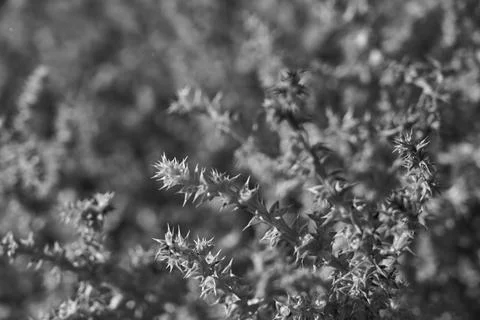 Image of a prickly bush. Stock Photos