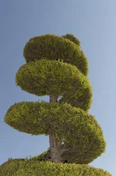 Image of a pruned cypress with a rolled shape Stock Photos