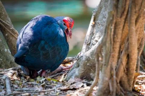 Image of pukeko bird on nature background. wild animals. Stock Photos
