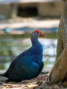 Image of pukeko bird on nature background. wild animals. Stock Photos