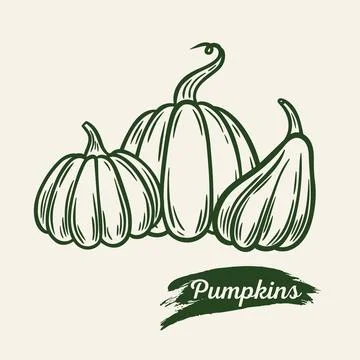 Image of pumpkins in engraving style Stock Illustration
