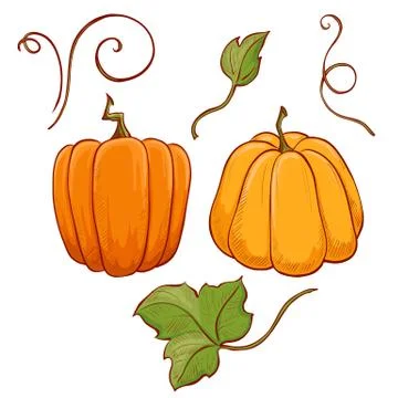 Image of pumpkins on white background 4 Stock Illustration