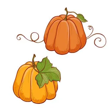 Image of pumpkins on white background 5 Stock Illustration