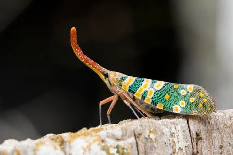 Image of Pyrops candelaria or lantern Fly on nature background. Bug, Insect. Stock Photos