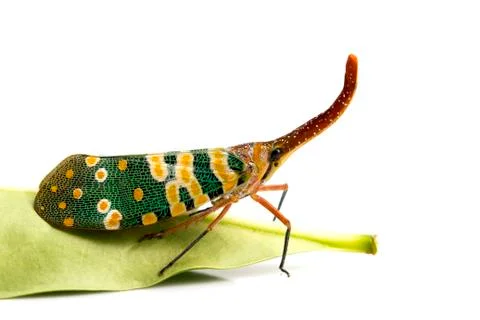 Image of Pyrops candelaria or lantern Fly on white background. Bug, Insect. Stock Photos