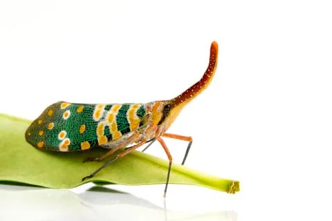 Image of Pyrops candelaria or lantern Fly on white background. Bug, Insect. Stock Photos