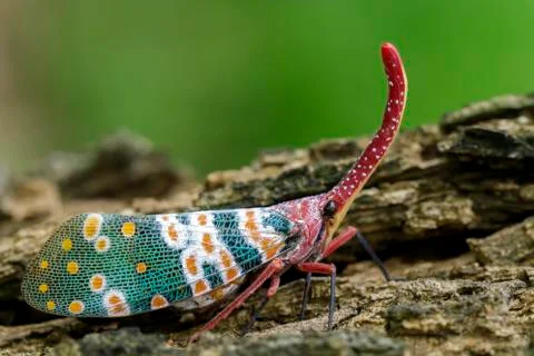 Image of pyrops candelaria (Pyrops candelarius) on nature background. Insect  Stock Photos