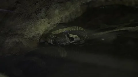 Image of a python in a zoo. Video stock 234504684