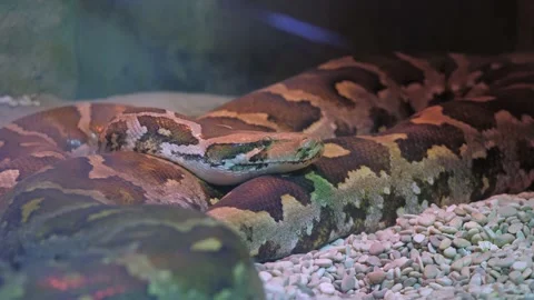 Image of a python in a zoo. Stock Footage 234504686