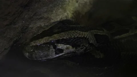 Data Python Stock Video Footage | Royalty Free Data Python Videos | Pond5
