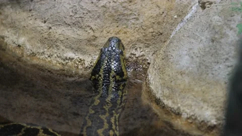 Image of a python in a zoo. Stock Footage 234504696