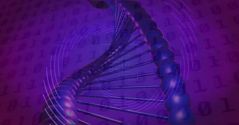 Image of qr code, binary coding, data processing over dna strand spinning Stock Photos