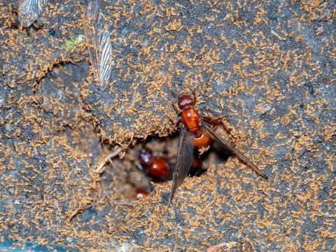 Image of the queen of ants on dry branches. weaver ant queen. Insect. Animal Stockfoto's