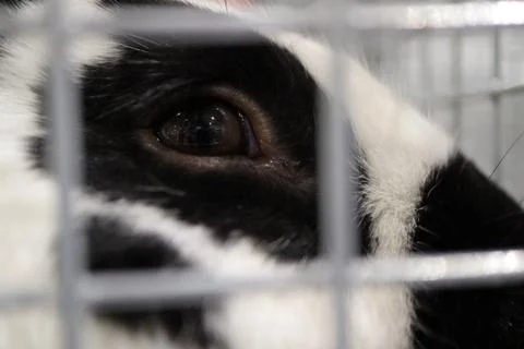 The image of a rabbit in a cage. Stock Photos