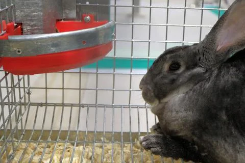 The image of a rabbit in a cage. Stock Photos
