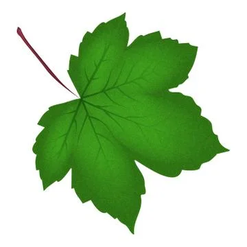 Image of realistic green maple leaf . Vector illustration isolated on white b イラスト素材
