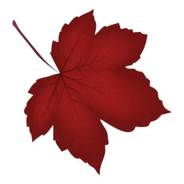 Image of realistic red maple leaf . Vector illustration isolated on white bac 스톡 일러스트