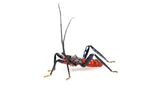 Image of red assassin bug isolated on white background. Animal. Insect. Stock Photos