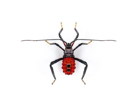 Image of red assassin bug isolated on white background. Animal. Insect. Stock Photos