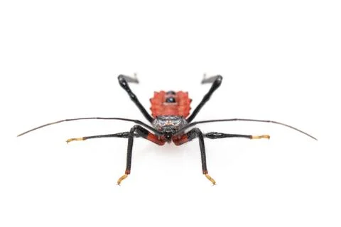 Image of red assassin bug isolated on white background. Animal. Insect. Stock Photos
