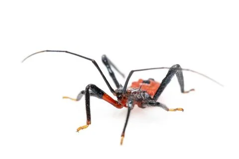 Image of red assassin bug isolated on white background. Animal. Insect. Stock Photos