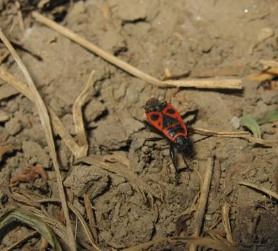 The image of red bugs in a native habitat. Stock Photos