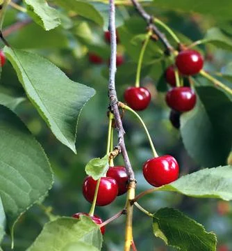 Image of red cherries on a background of green foliage. Foto stock