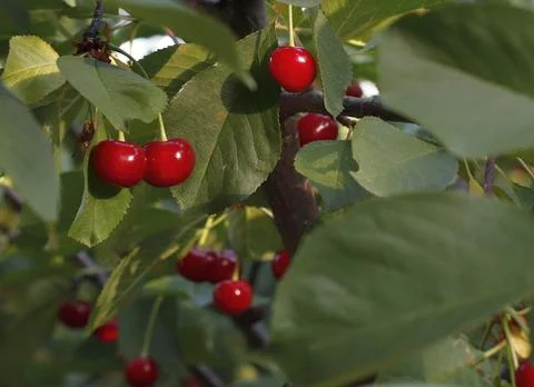 Image of red cherries on a background of green foliage. Stock Photos