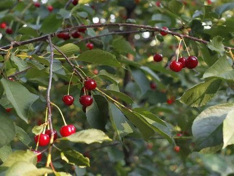 Image of red cherries on a background of green foliage. Stock Photos