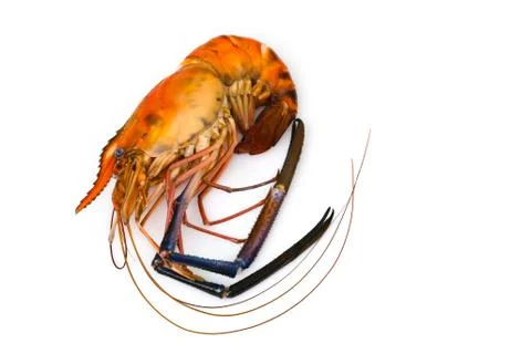 Image of red cooked prawn or lobster isolated on white background. Animal., F Stock Photos