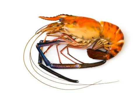 Image of red cooked prawn or lobster isolated on white background. Animal., F Stock Photos