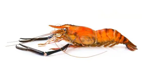 Image of red cooked prawn or lobster isolated on white background. Animal., F Stock Photos