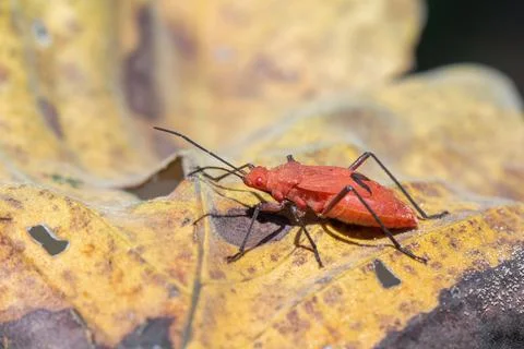 Image of Red cotton bug (Dysdercus cingulatus) on the leaf on a natural bac.. Foto stock