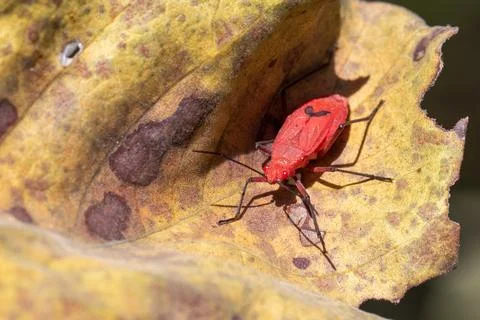 Image of Red cotton bug (Dysdercus cingulatus) on the leaf on a natural bac.. Stock Photos