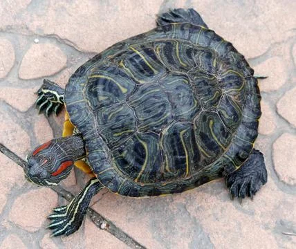 An image of Red Eared Turtle Stock Photos