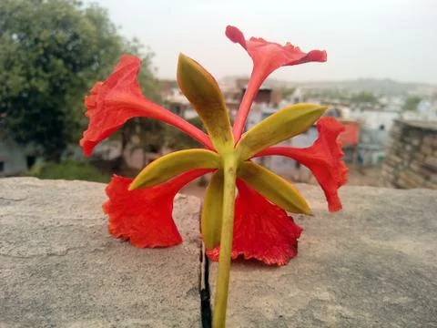 This is the image of red flower with green leaf Stock Photos