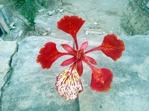 This is the image red flower which seed is red Stock Photos