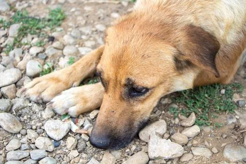 Image of the red-haired stray dog Stock Photos
