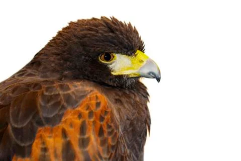 Image of red hawk on white background. Birds. Wild Animals. Stock Photos