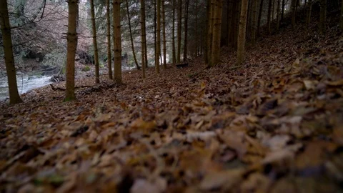 Image of red leaves laying on the floor near small stream, Heuchlingen, Germany. Stock Footage 102647879